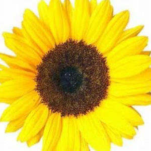 Meet your Posher, Alessandra